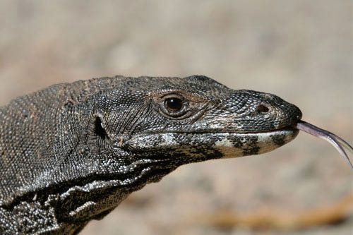 Big-ass lizard wandering around Cairns